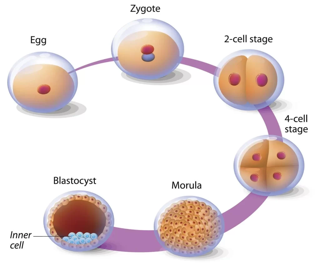 Blastocyst Culture process in delhi