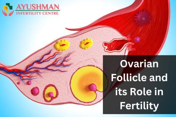 Ovarian Follicle and its Role in Fertility
