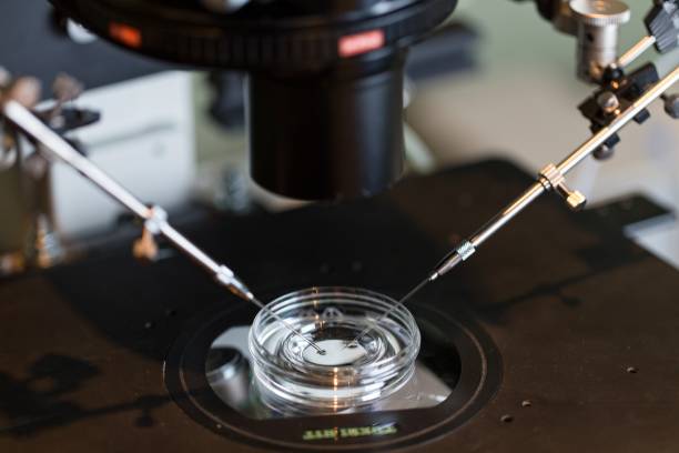 Petri dish with the egg of a woman during artificial insemination.
